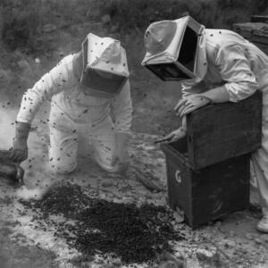 Avicultores