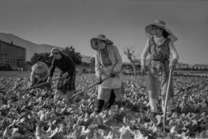 Agricultoras